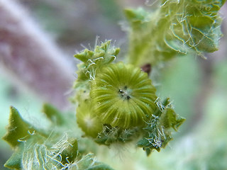 Senecio vernalis