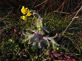 Senecio vernalis