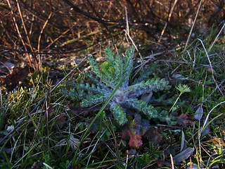 Senecio vernalis