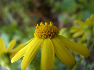 Senecio vernalis