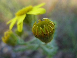 Senecio vernalis