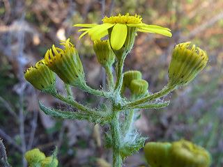 Senecio vernalis