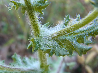 Senecio vernalis