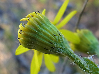 Senecio vernalis