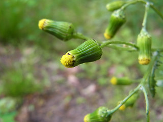 Senecio vulgaris