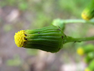 Senecio vulgaris