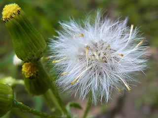 Senecio vulgaris