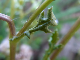 Senecio vulgaris