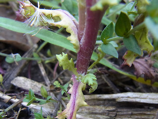 Senecio vulgaris