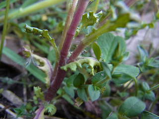 Senecio vulgaris