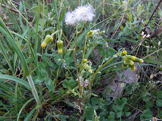 Senecio vulgaris