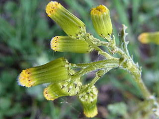 Senecio vulgaris