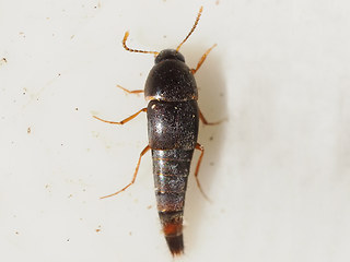 Sepediphilus sp.