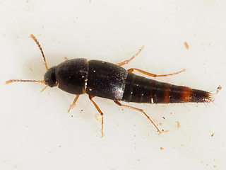 Sepediphilus testaceus