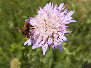 Sicus ferrugineus