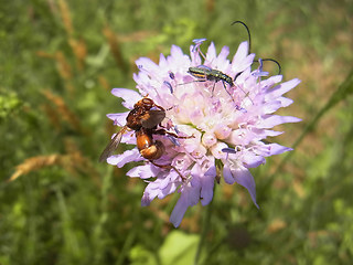 Sicus ferrugineus