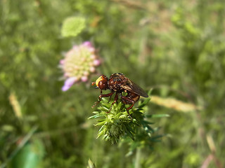 Sicus ferrugineus