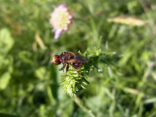 Sicus ferrugineus