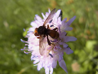 Sicus ferrugineus