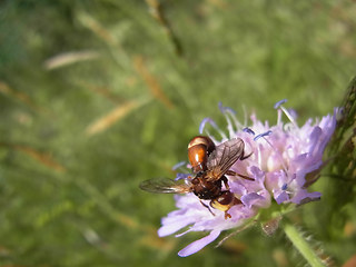 Sicus ferrugineus