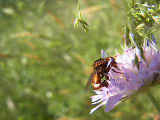 Sicus ferrugineus