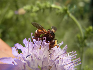 Sicus ferrugineus