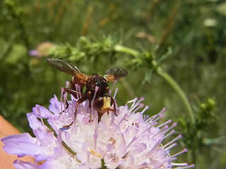 Sicus ferrugineus