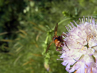 Sicus ferrugineus