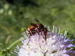 Sicus ferrugineus