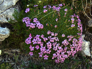 Silene acaulis