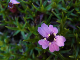 Silene acaulis