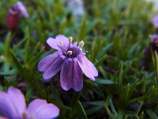 Silene acaulis