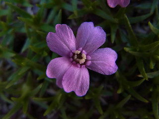 Silene acaulis