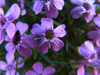 Silene acaulis