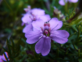 Silene acaulis