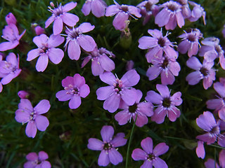 Silene acaulis