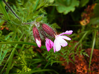 Silene dioica