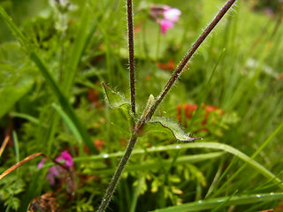 Silene dioica