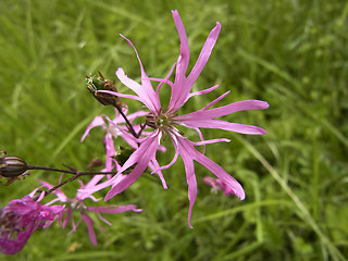 Silene flos- cuculi