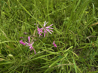 Silene flos- cuculi