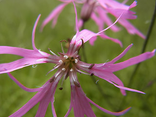 Silene flos- cuculi