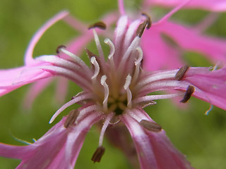 Silene flos- cuculi