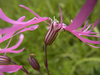 Silene flos- cuculi