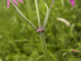 Silene flos- cuculi