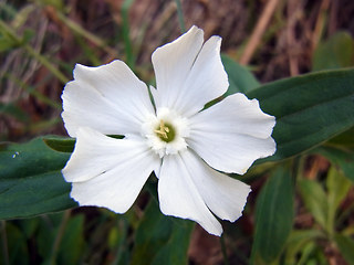 Silene latifolia