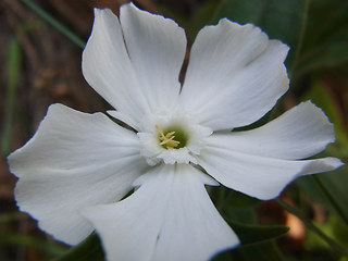 Silene latifolia