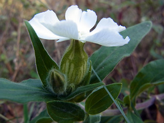 Silene latifolia