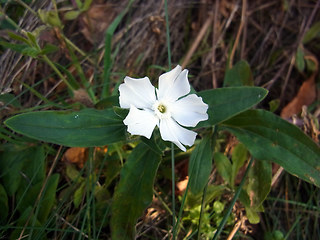 Silene latifolia