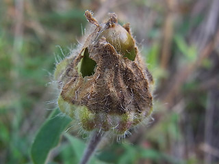 Silene latifolia