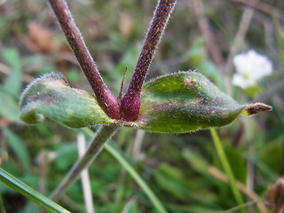 Silene latifolia